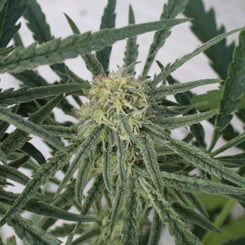 Purple Caper Megalodon Haze weed seeds, cannabis seeds, marijuana seeds