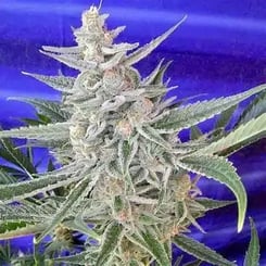 MZ Jill Genetics > Space Queen F3 cannabis seeds marijuana seeds weed seeds