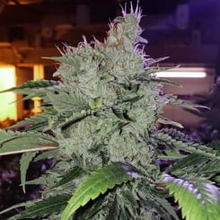 ethos genetics chem funk r1 weed seeds cannabis seeds marijuana seeds