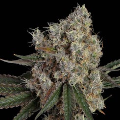 Happy Valley Genetics > Another Level cannabis seeds, marijuana seeds, weed seeds