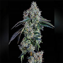 Ethos Genetics Happy Valley Genetics Baller's Game Cannabis marijuana weed seeds