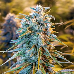 Humboldt Seed Org > Blue Dream cannabis seeds, marijuana seeds, weed seeds