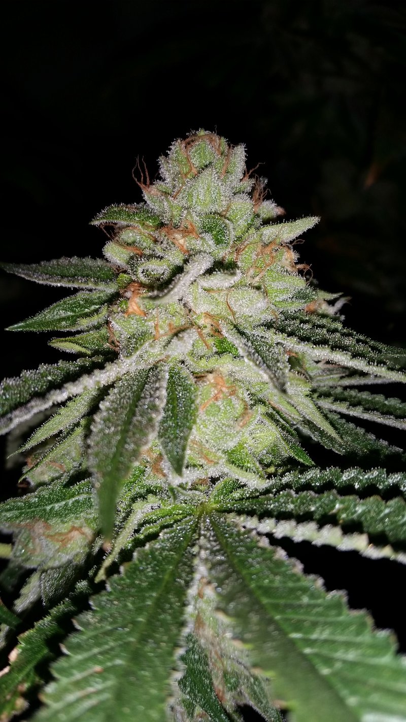 Sin City Seeds > Blue Lime Pie cannabis seeds, marijuana seeds, weed seeds