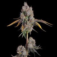 Happy Valley Genetics > Candy Games #25 cannabis seeds, marijuana seeds, weed seeds