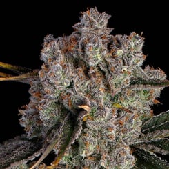 Happy Valley Genetics > Candy Games #38 cannabis seeds, marijuana seeds, weed seeds