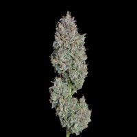 Happy Valley Genetics > Easy Button cannabis seeds, marijuana seeds, weed seeds