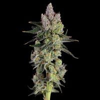 Happy Valley Genetics > Equilibrium cannabis seeds, marijuana seeds, weed seeds