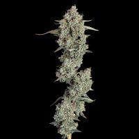 Happy Valley Genetics > Everglades OG cannabis seeds, marijuana seeds, weed seeds