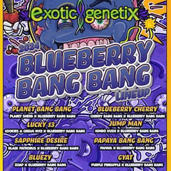 Exotic Genetix Blueberry Bang Bang Flyer Cannabis marijuana weed seeds