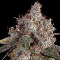 Happy Valley Genetics > Game Over cannabis seeds, marijuana seeds, weed seeds