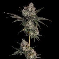 Happy Valley Genetics > Knockout cannabis seeds, marijuana seeds, weed seeds