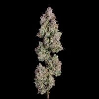 Happy Valley Genetics > Oh My Thai Auto cannabis seeds, marijuana seeds, weed seeds