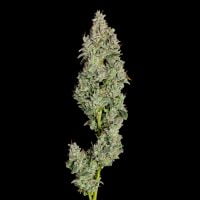 Happy Valley Genetics > Pineapple Daddy cannabis seeds, marijuana seeds, weed seeds