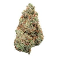 Happy Valley Genetics > Pineapple Diesel Auto cannabis seeds, marijuana seeds, weed seeds