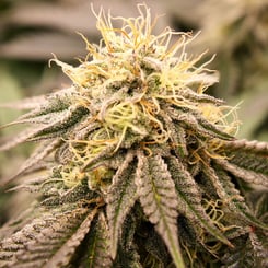 Humboldt Seed Org > SundogZ cannabis seeds, marijuana seeds, weed seeds