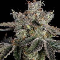 Happy Valley Genetics > Sweet 16 cannabis seeds, marijuana seeds, weed seeds