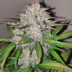 Magic Strains > Wicked Witch Auto cannabis seeds, marijuana seeds, weed seeds