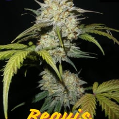 binary selections beavis f1 auto weed seeds marijuana seeds cannabis seeds