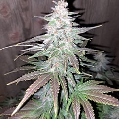 Binary Selections rumplemintz f2 auto weed seeds cannabis seeds marijuana seeds