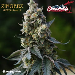 Close-up of a cannabis plant showcasing dense buds, green and purple leaves. The image has text: "Zingerz (R)" and "Cannarado" with their logo. Username @yerpgrown is in the bottom left corner. Experience the unique Zingerz (R) product today!