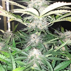 Magic Strains pretty wicked auto zazzafraz f2 auto weed seeds cannabis seeds marijuana seeds