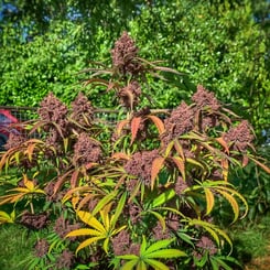 A lush outdoor garden featuring a cannabis plant with dense purple buds and multicolored leaves in shades of green, yellow, and purple stands proudly next to an Anvil Auto (F), creating a picturesque blend of nature and machinery.