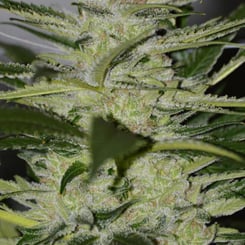 Close-up of a Bebop (F) cannabis plant displaying dense, resinous buds with frosty trichomes and green leaves, reminiscent of the intricate, free-flowing nature of bebop jazz.