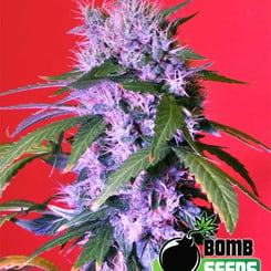 Berry Bomb