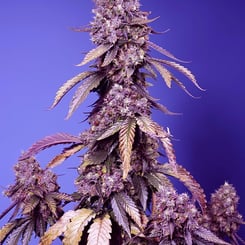 A close-up of a Black Muffin F1 FAST (F) cannabis plant with purple-hued buds and leaves, set against a blue background.