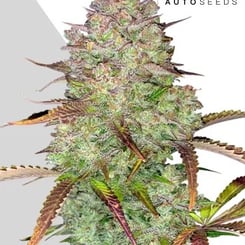 Auto Seeds > Blue Dream Auto cannabis seeds, marijuana seeds, weed seeds