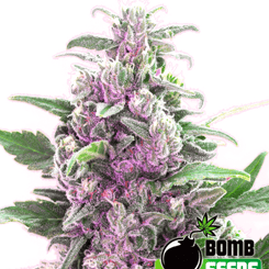 THC Bomb® cannabis strain.