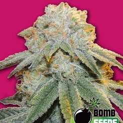 Bomb Seeds > Bubble Bomb cannabis seeds, marajuana seeds, weed seeds