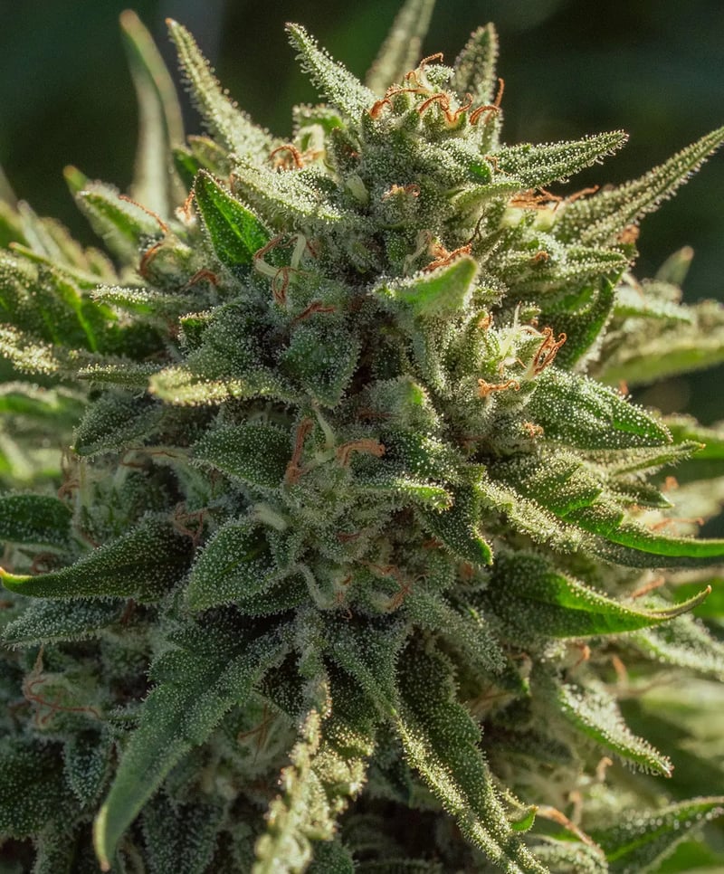 Close-up of a Cheetah Fat FAST (F) cannabis plant showcasing its green leaves and trichomes, with dense buds, orange pistils, and rapidly growing foliage.