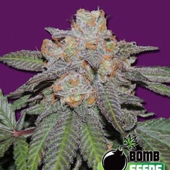 Bomb Seeds > Cherry Bomb Auto cannabis seeds, marijuana seeds, weed seeds