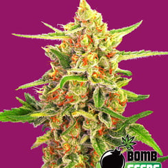 Bomb Seeds > Cherry Bomb cannabis seeds, marijuana seeds, weed seeds