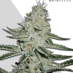 Auto Seeds > Dreammberry Auto cannabis seeds, marijuana seeds, weed seeds