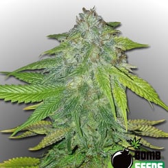 Bomb Seeds > Ghost Train Bomb cannabis seeds, marijuana seeds, weed seeds