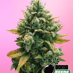 Bomb Seeds > Godfather Bomb cannabis seeds, marijuana seeds, weed seeds