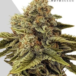 Auto Seeds > Godfather OG Auto cannabis seeds, marijuana seeds, weed seeds