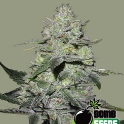 Bomb Seeds > Gorilla Bomb cannabis seeds, marijuana seeds, weed seeds