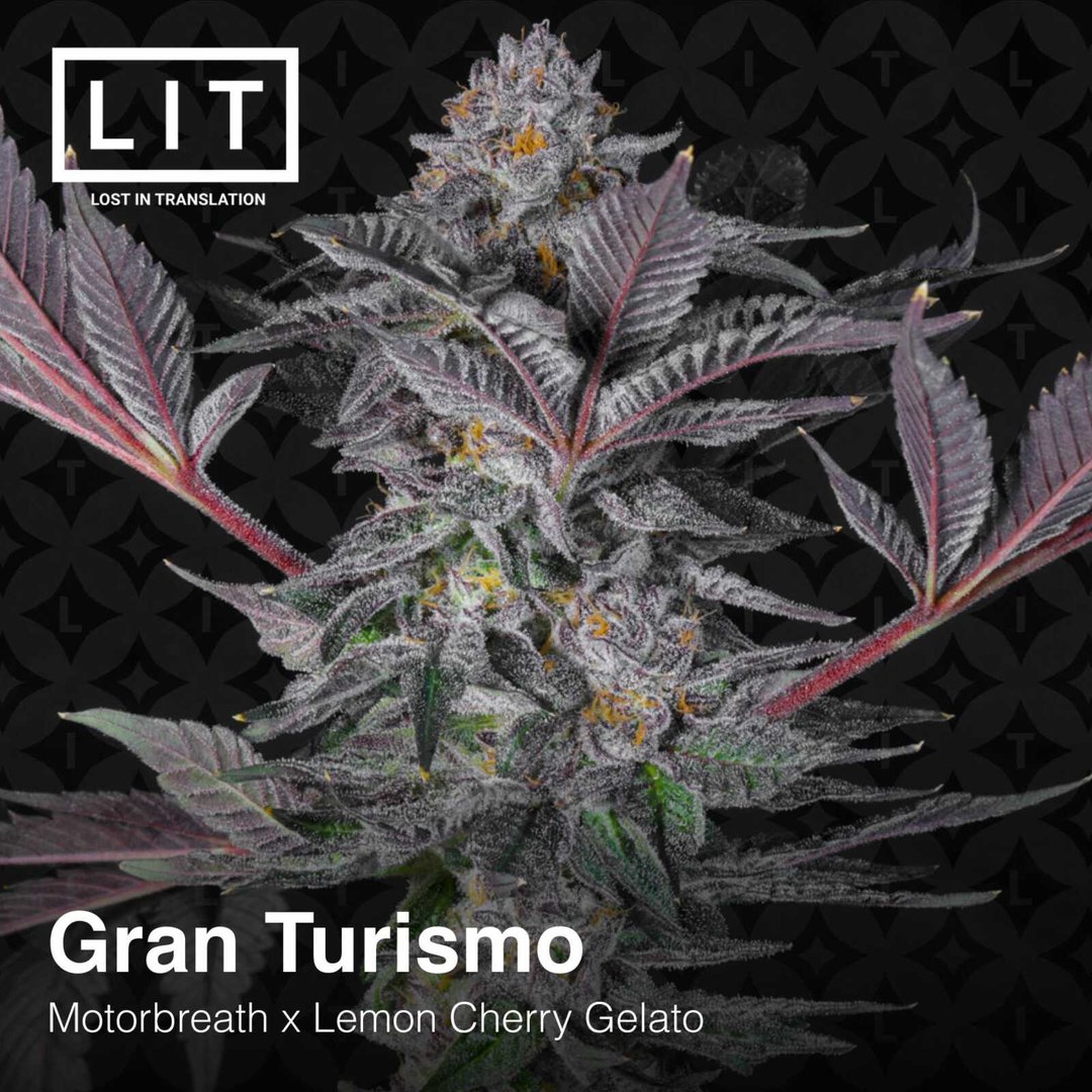 Cannabis plant with dark purple and green leaves and frosty buds. Text reads "Gran Turismo," "Motorbreath x Lemon Cherry Gelato," and "LIT - Lost in Translation" in the background, highlighting the Gran Turismo [7/10 drop].