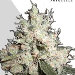 Auto Seeds > Hijack Auto cannabis seeds, marijuana seeds, weed seeds