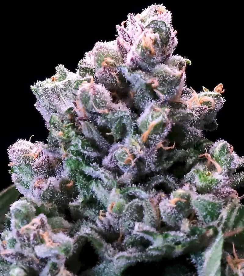 Close-up of a dense, frost-covered Huckleberry Pie FAST (F) cannabis bud with a mix of green and purple hues, against a black background.