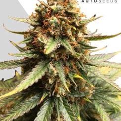 Auto Seeds > Juicy Lucy cannabis seeds, marijuana seeds, weed seeds