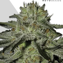 Auto Seeds > Kush Doctor Auto cannabis seeds, marijuana seeds, weed seeds