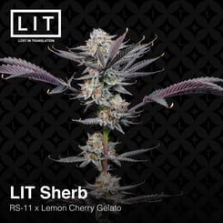 Close-up view of a LIT Sherb (F) [7/10 drop] cannabis plant against a black geometric background, reminiscent of a Gran Turismo aesthetic. Text reads: "LIT Sherb (F) [7/10 drop], RS-11 x Lemon Cherry Gelato.