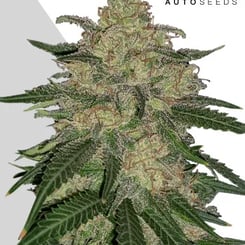 Auto Seeds > Mango Cookies Auto cannabis seeds, marijuana seeds, weed seeds