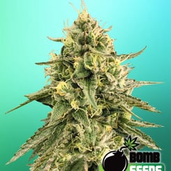 Bomb Seeds > Monkey Bomb canabis seeds, marijuana seeds, weed seeds