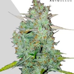 Auto Seeds > Northern Lights Auto cannabis seeds, marijuana seeds, weed seeds