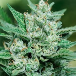 Close-up of a cannabis plant showing dense buds covered in white trichomes, reminiscent of the magical world associated with Papa Smurf FAST (F), and surrounded by green leaves.